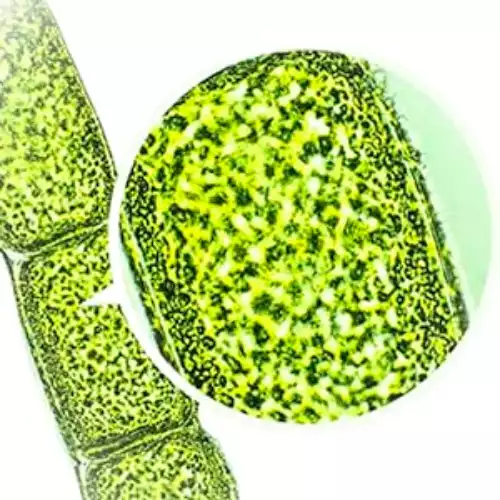 Mikroalge Mikroskopansicht